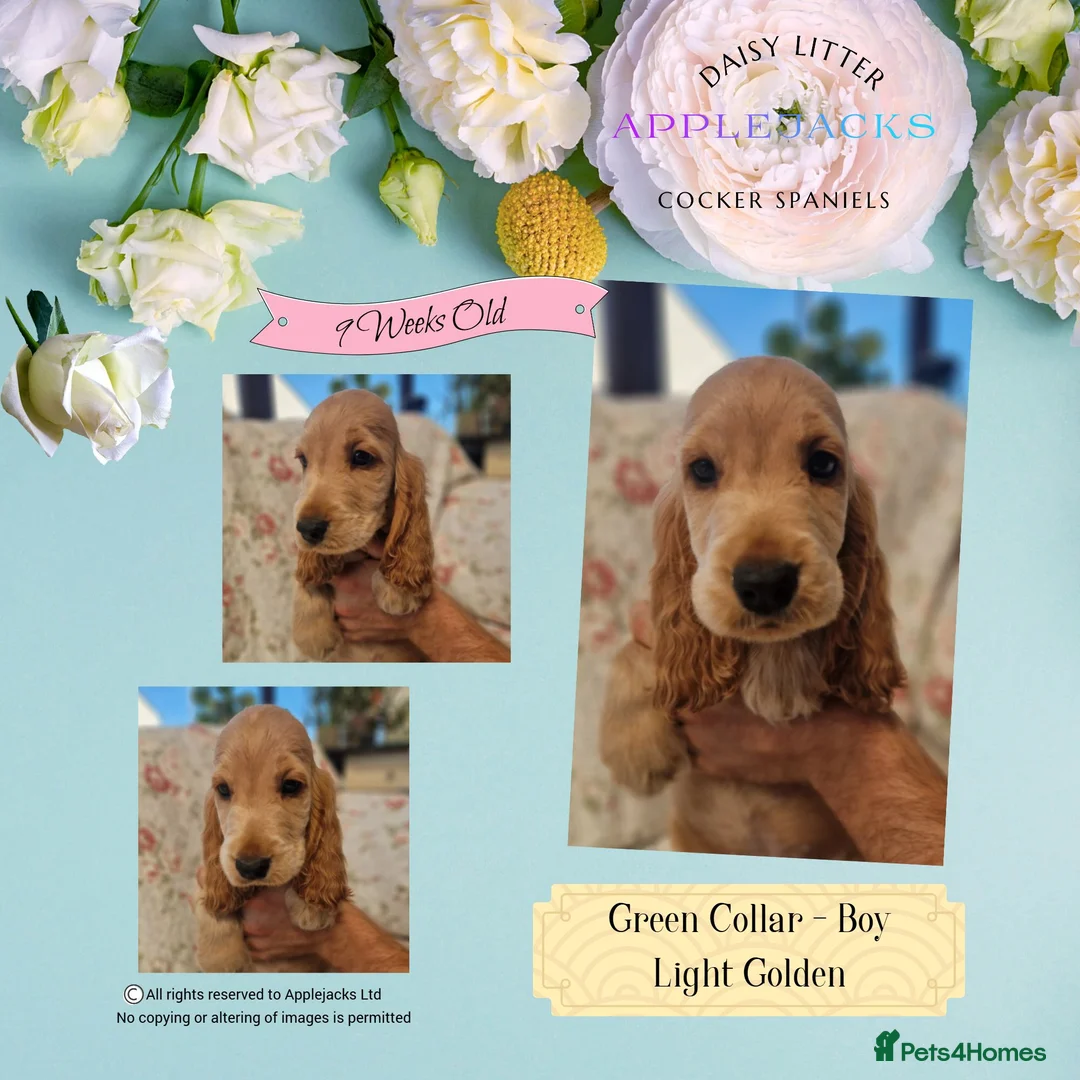 Cocker Spaniel dogs for sale: Pedigree Orange Roan and Golden Puppies - Advert 5