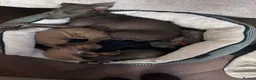 Italian Greyhound dogs for sale: 🐾 KC Registered Italian Greyhound Puppies 🐾 - Advert 6