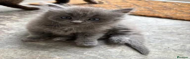 Russian Blue 1