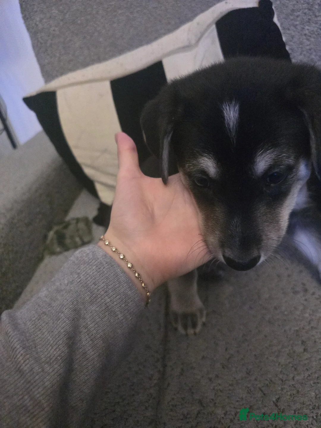 Mixed Breed dogs for sale:  Last puppy looking for his forever home ;)   - Advert 30