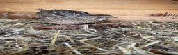 Quail poultry for sale: Quail 4 female 2 male - Advert 6