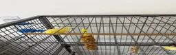 Canaries birds for sale: URGENT! 2 Male Canaries + Full Set up - Advert 3