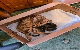 Bengal cats for sale: Bengal x - Image 4