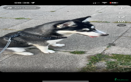 Siberian Husky dogs for sale: 7 month old siberian husky - Image 3