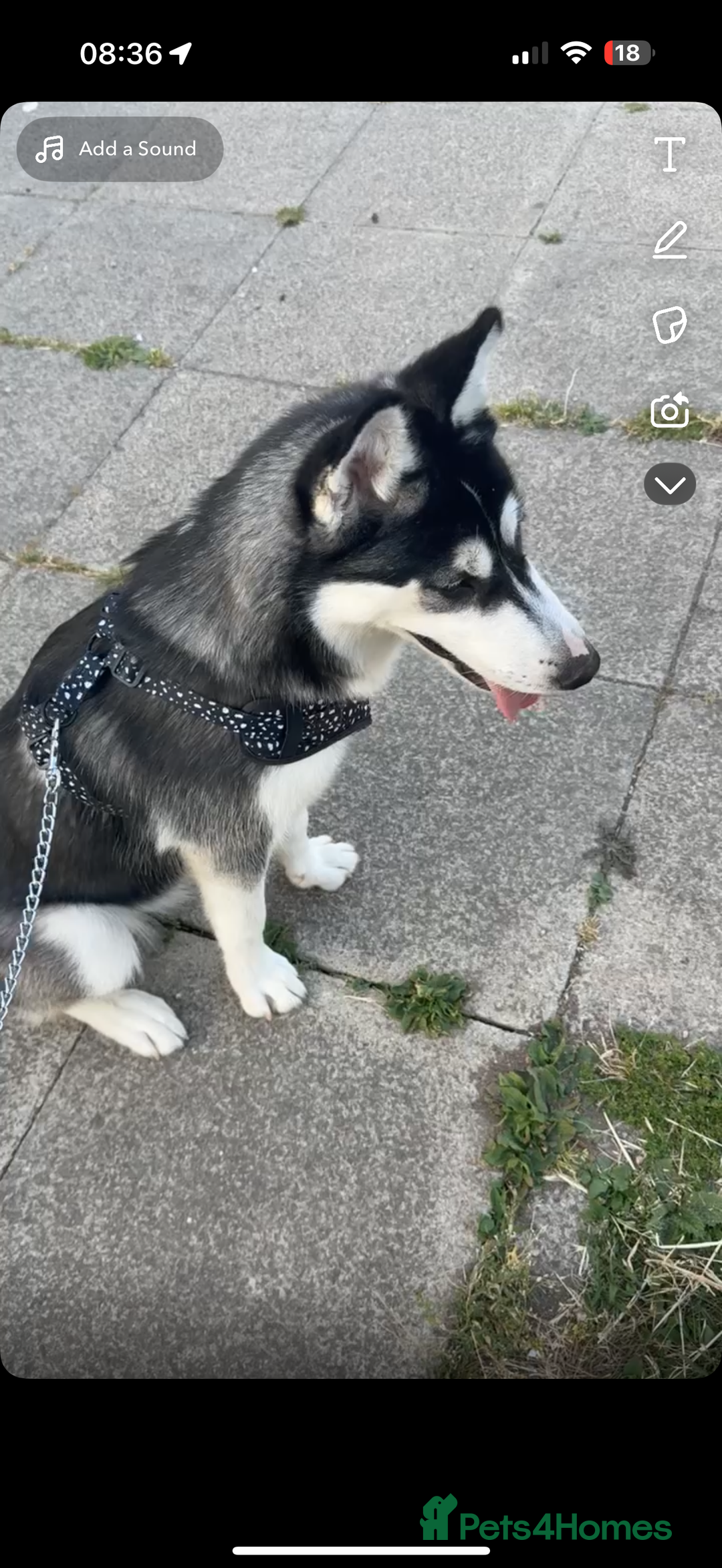 Siberian Husky dogs for sale: 7 month old siberian husky - Image 3