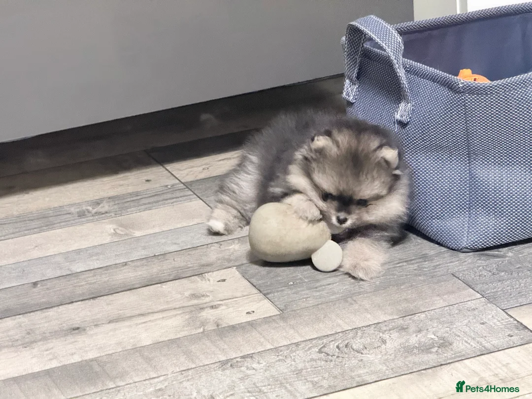 Pomeranian dogs for sale: Stuning Rare Colour Pomeranian Boy - Wolf Sable  - Advert 9