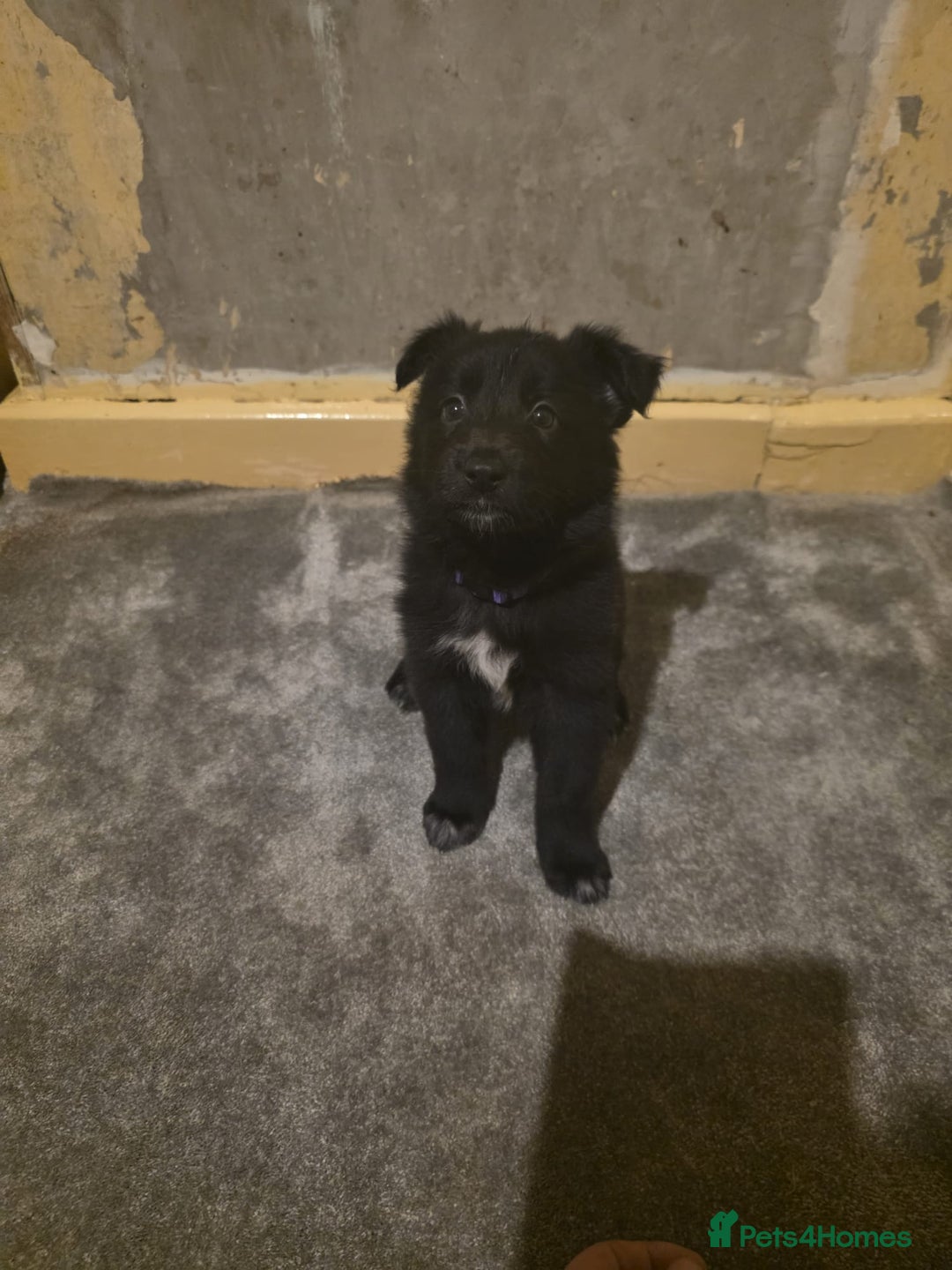 Shepsky dogs for sale: Shepski pups - Advert 10