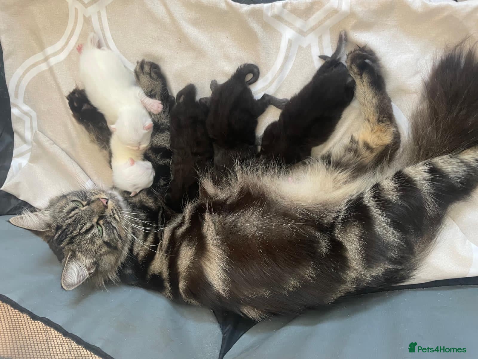 Mixed Breed cats Half Persian kittens for sale  - Advert 4