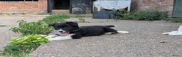 Border Collie dogs for sale: Border Collie Puppies for sale - Advert 12