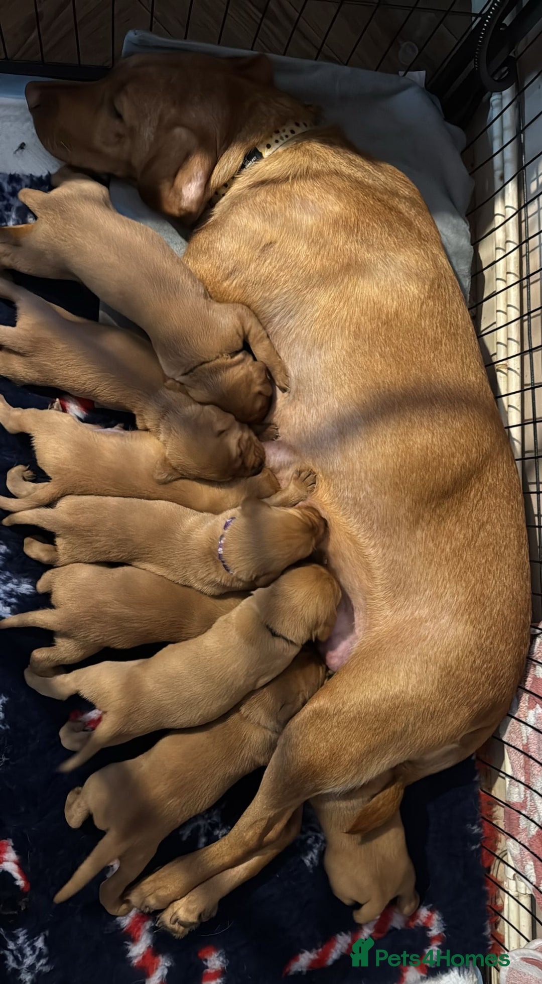 Labrador Retriever dogs for sale: Stunning 5* KC registered Fox Red Labradors - Advert 2