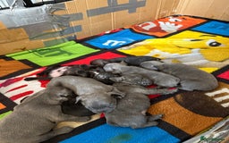 French Bulldog dogs for sale: ✨Stunning Pedigree French Bulldog Puppies✨ - Advert 20