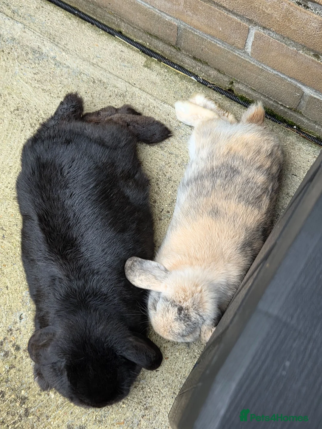 Mini Lop rabbits for sale: Beautiful mini lops - Advert 14