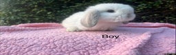 Mini Lop rabbits for sale: Mini Lops and mini double manned lionhead  - Advert 10