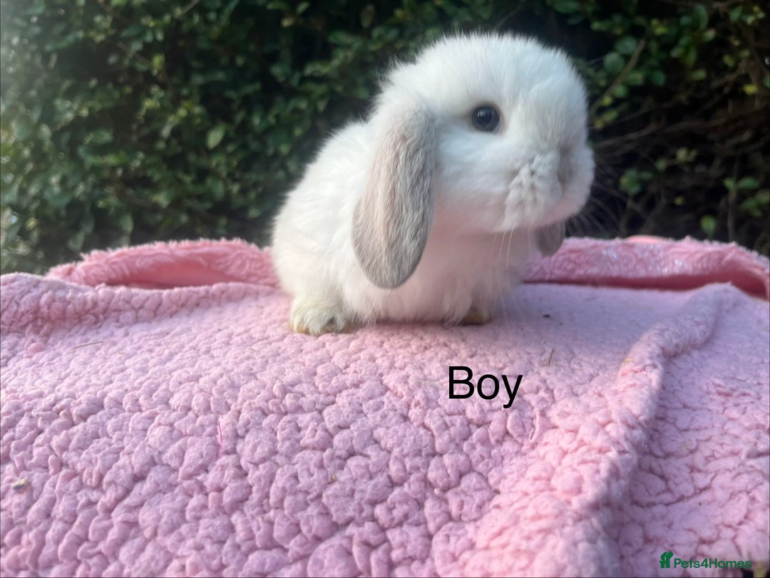 Mini Lop rabbits for sale: Mini Lops and mini double manned lionhead  - Advert 10