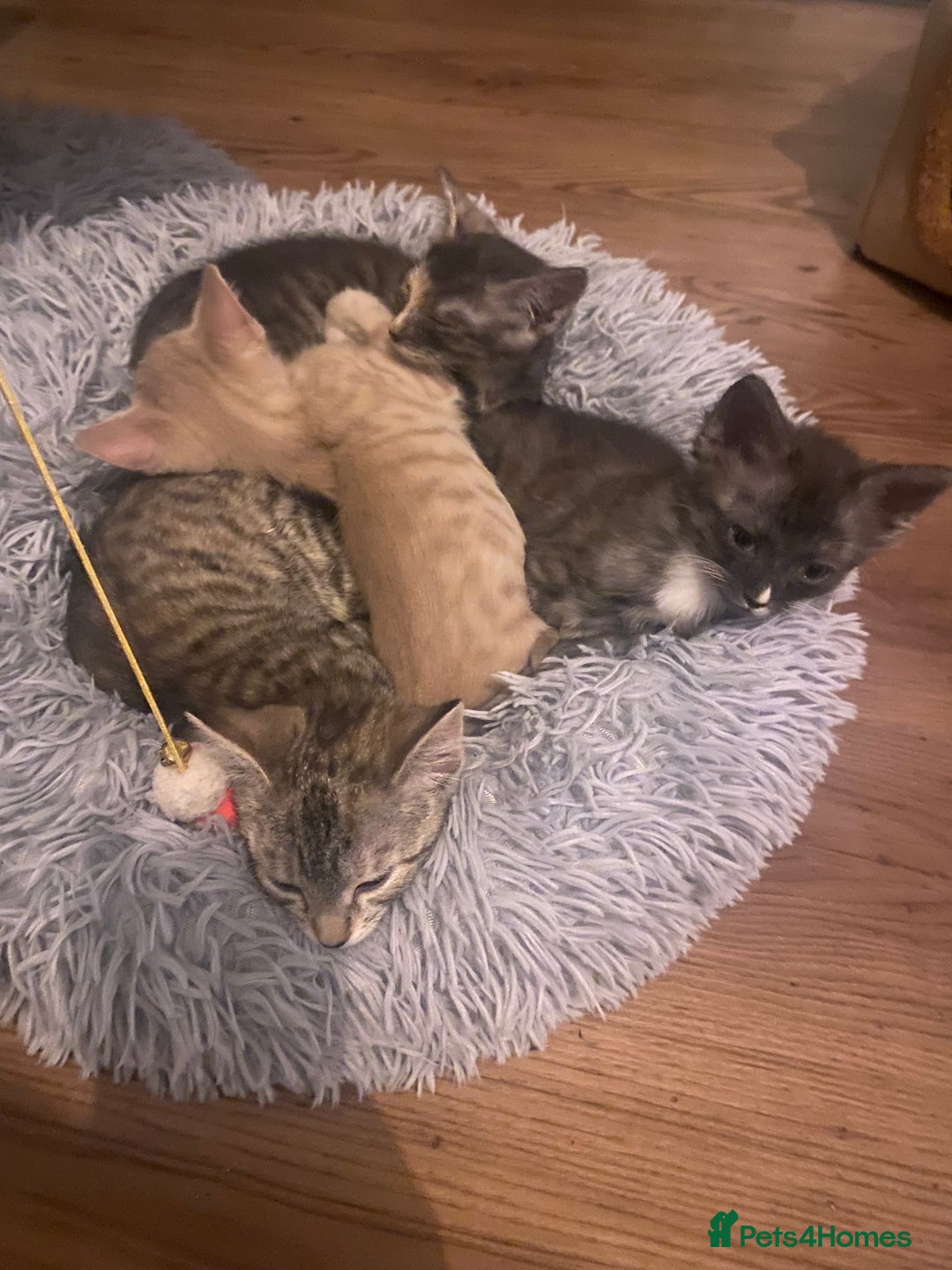 Mixed Breed cats for sale: Last little boy looking for forever home - Advert 6