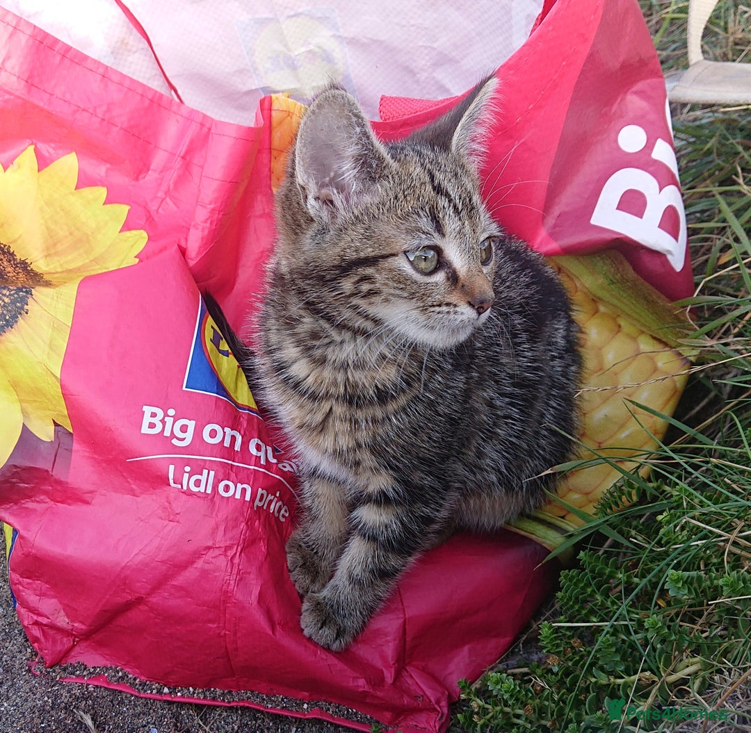 Mixed Breed cats for sale: Beautiful kittens for sale - Image 3