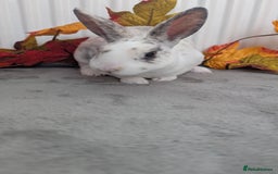Rex rabbits for sale: Mini rex ready to reserve  - Image 7