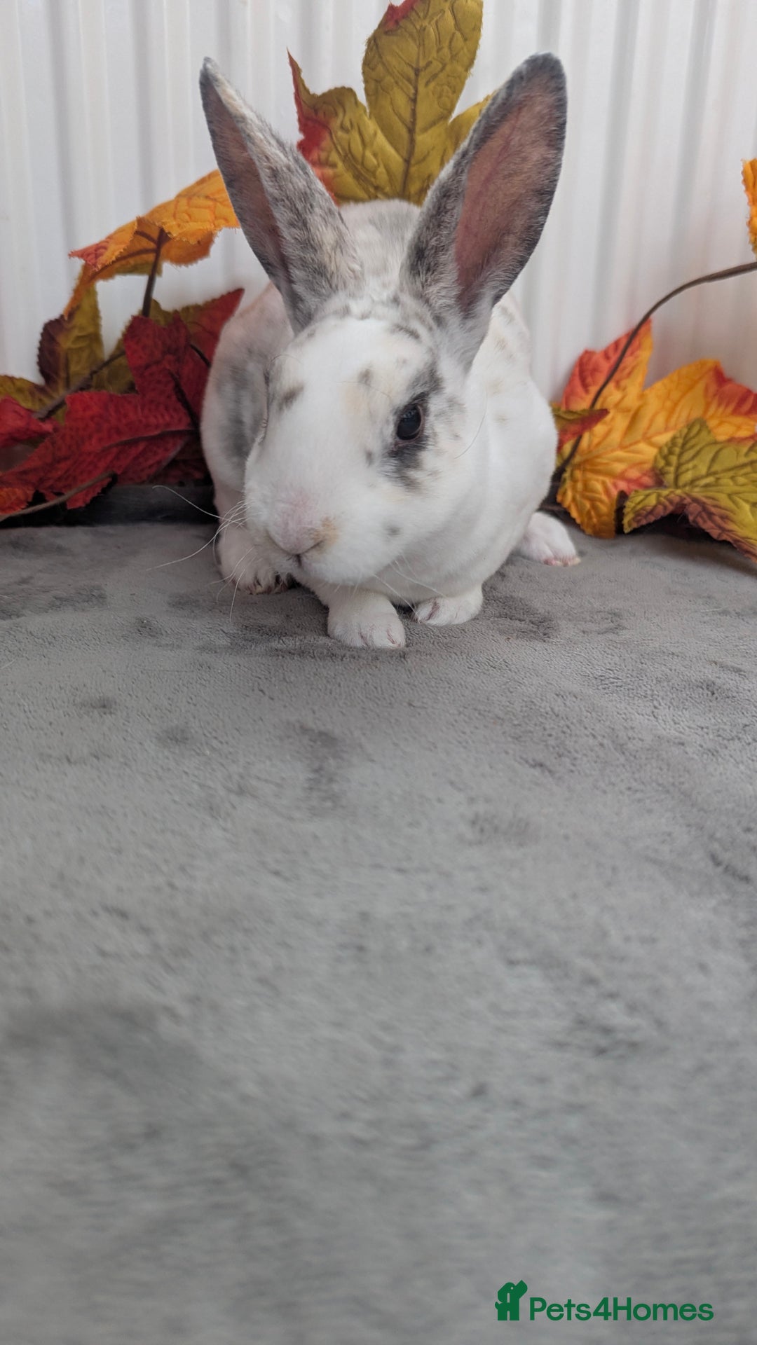 Rex rabbits for sale: Mini rex ready to reserve  - Image 7