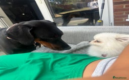 Pomeranian dogs for adoption: Cute Miso is looking for her forever lap 💖🐾 - Image 3