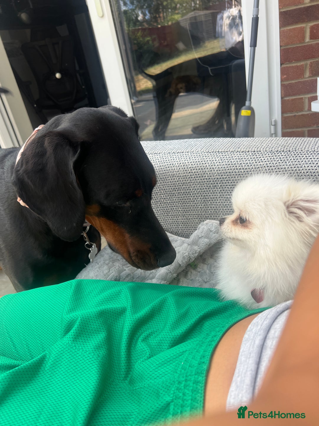 Pomeranian dogs for adoption: Cute Miso is looking for her forever lap 💖🐾 - Image 3
