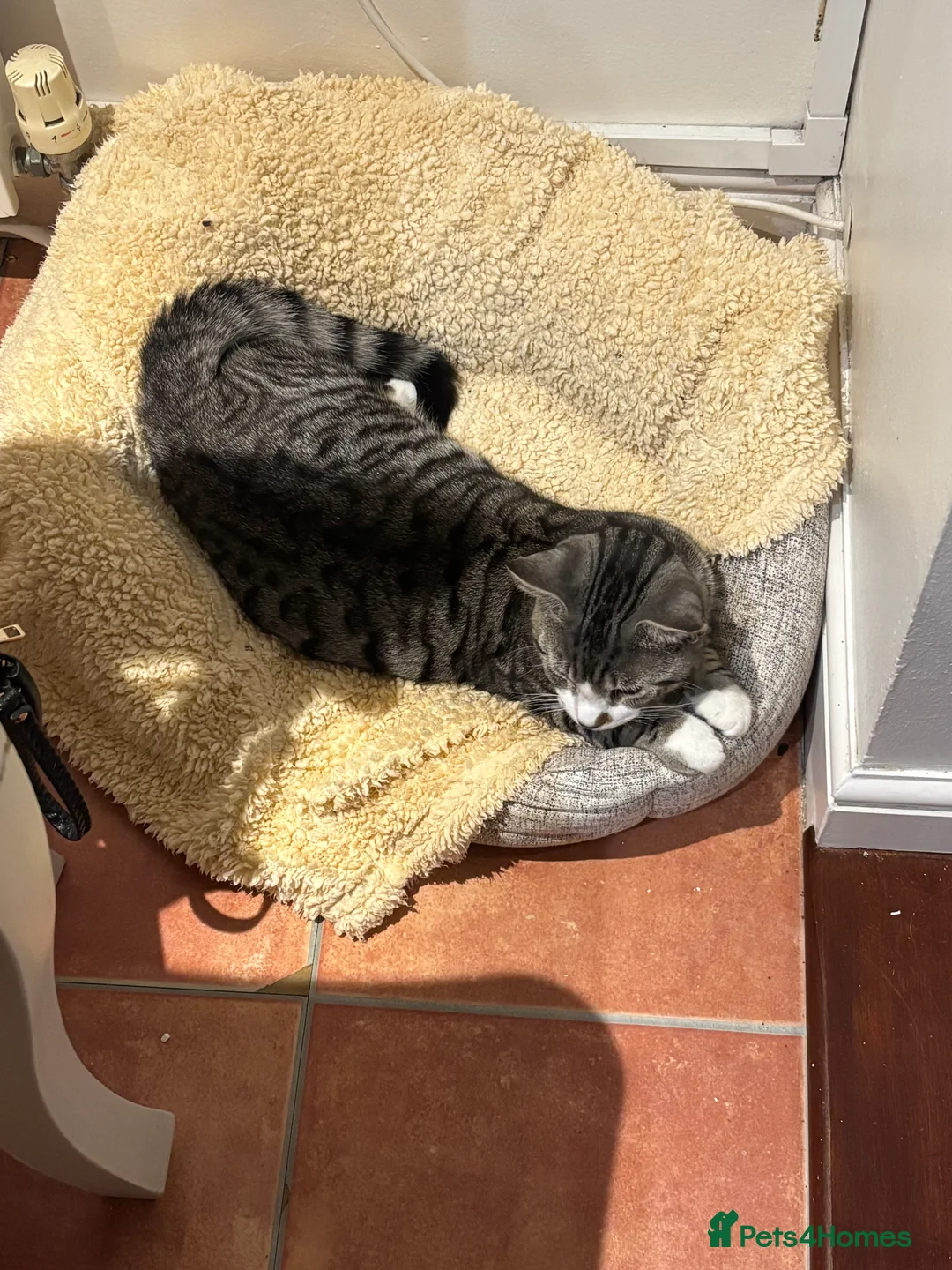 Mixed Breed cats for stud: Silver tabby bam - Advert 2