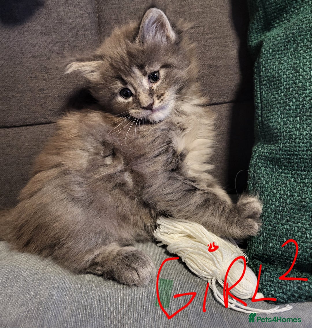 Maine Coon cats for sale: Beautiful Maine coon kitten girls  - Advert 3