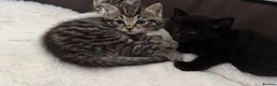 Bengal cats for sale: Beautiful Bengal Mix Kittens for loving homes in St Albans - Advert 10