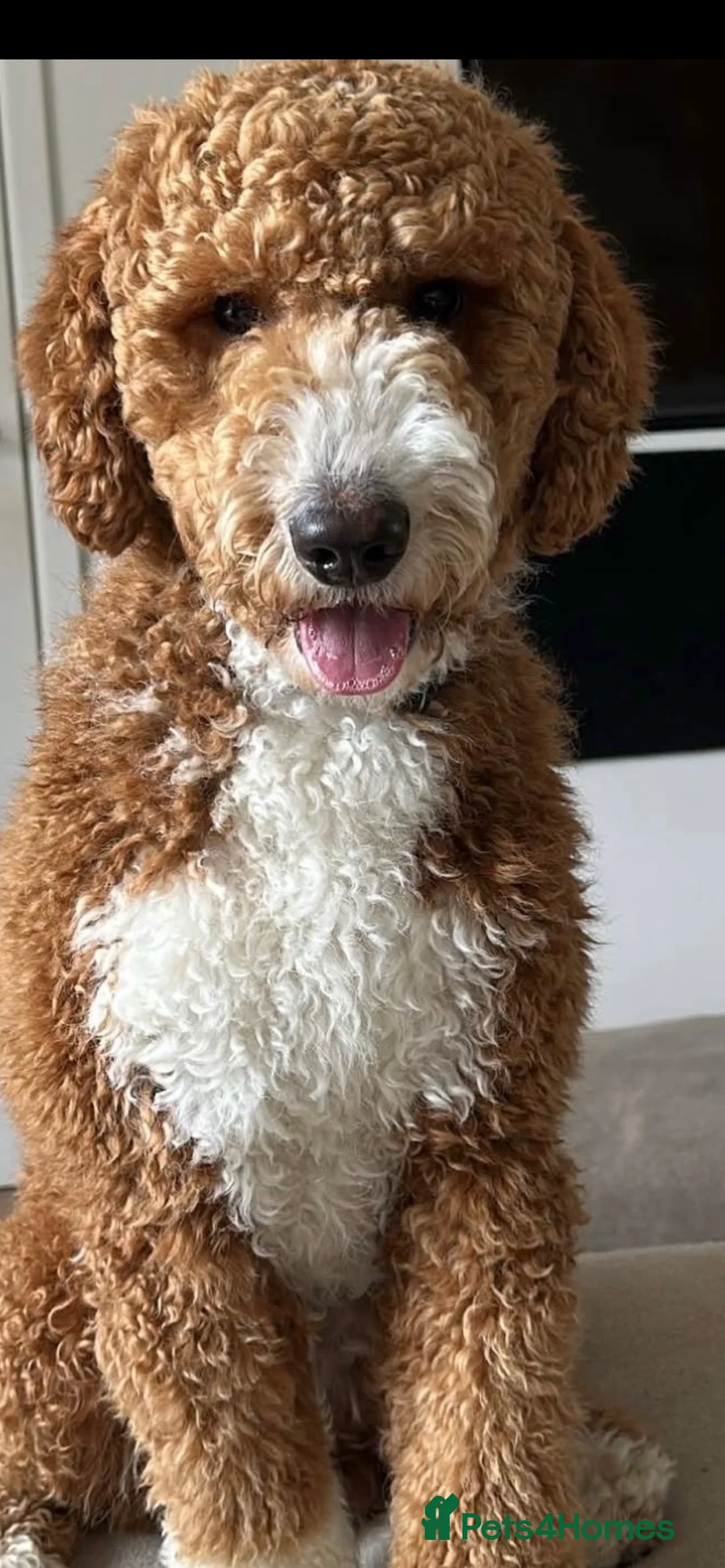 Labradoodle dogs for sale: Australian Labradoodle Puppies - Advert 7