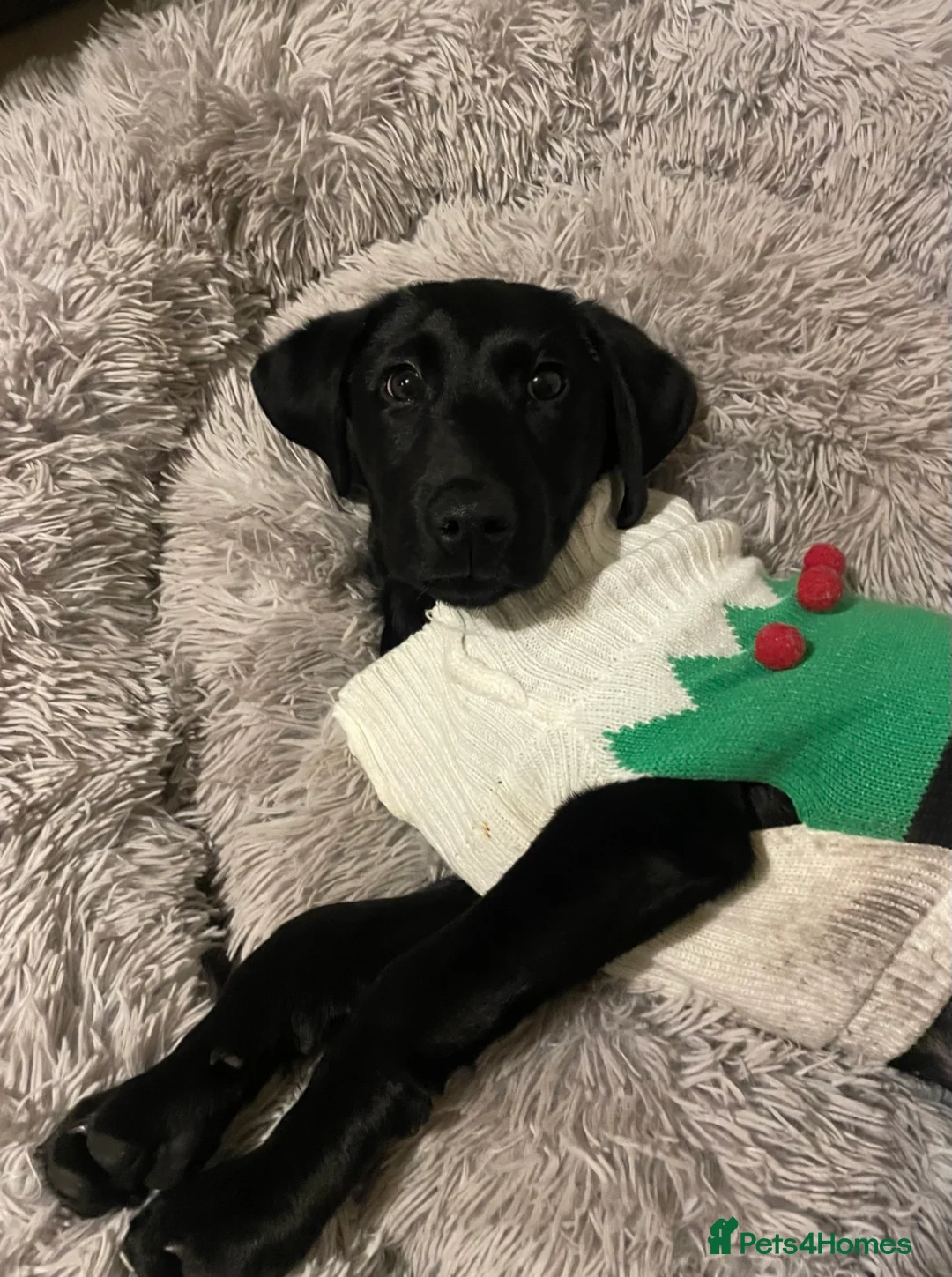 Labrador Retriever dogs for sale: Joey - Black Working Line Labrador Retriever  - Advert 1