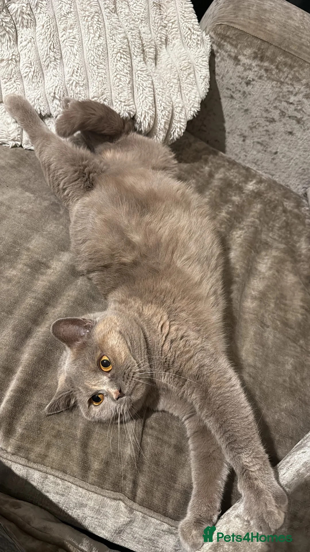 British Shorthair cats for sale: British shorthair  - Advert 6