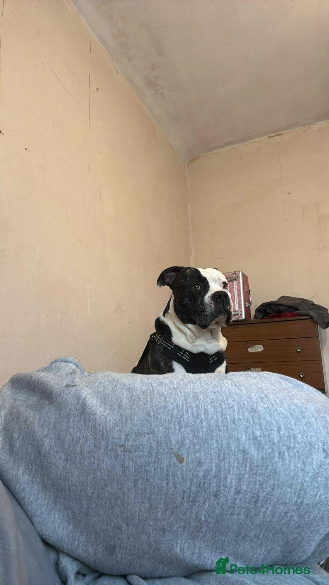 Mixed Breed dogs for sale: Large dog for sale  - Advert 3