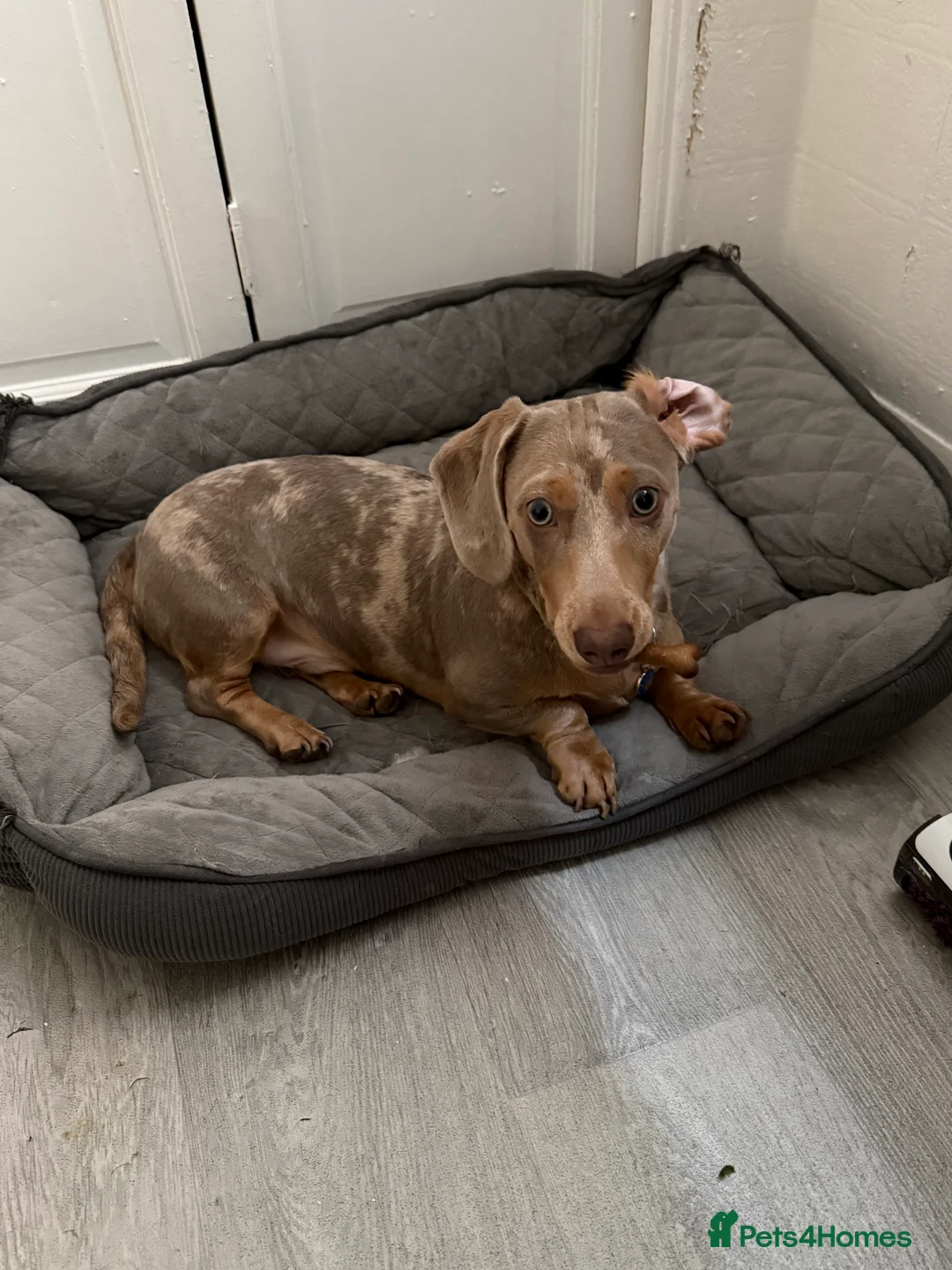 Miniature Dachshund dogs for sale:  Isabella Dapple Miniature Dachshund boy  - Advert 2