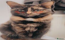 Domestic Shorthair cats for sale: Kittens for sale  - Image 4