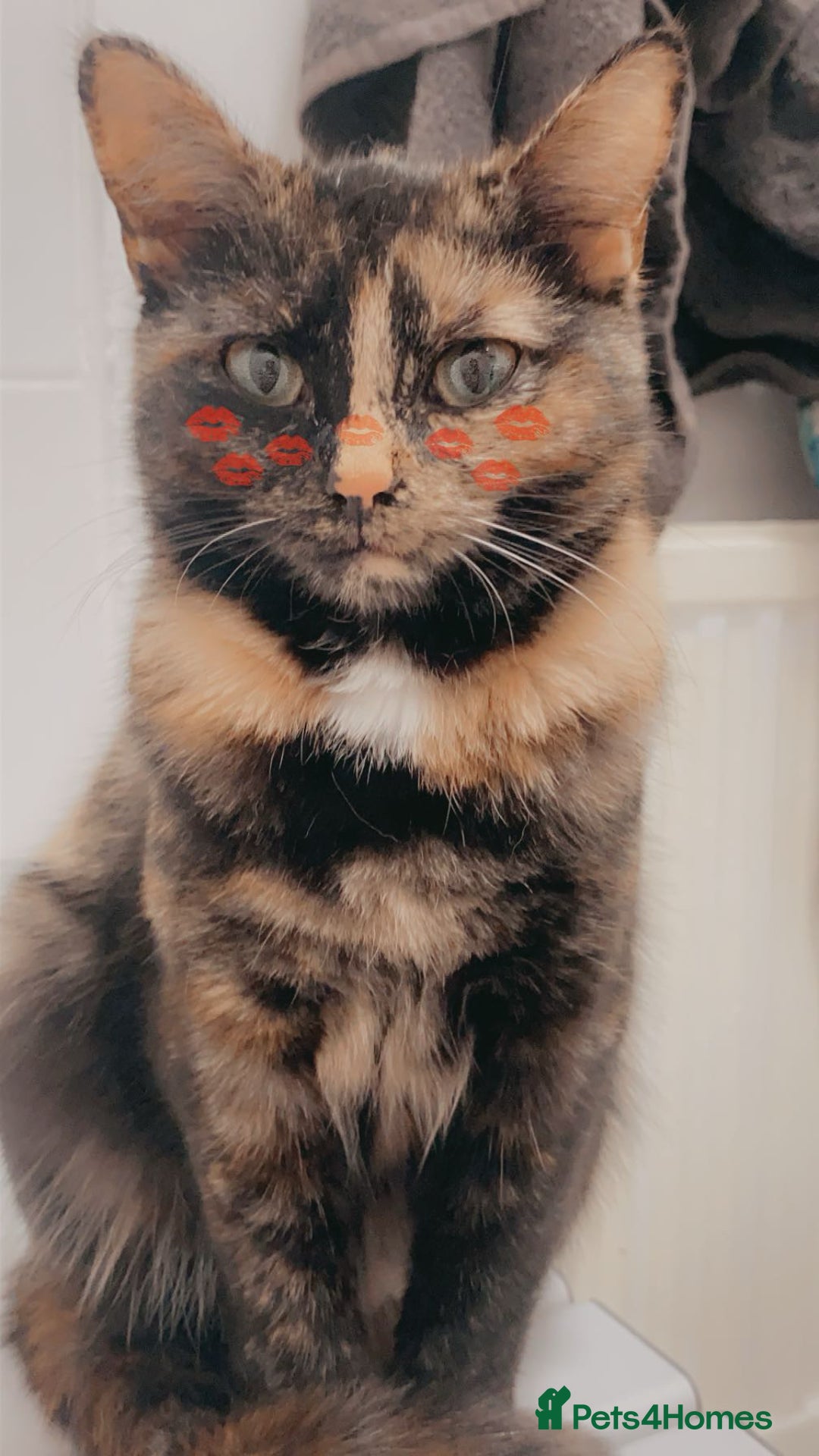 Domestic Shorthair cats for sale: Kittens for sale  - Image 4