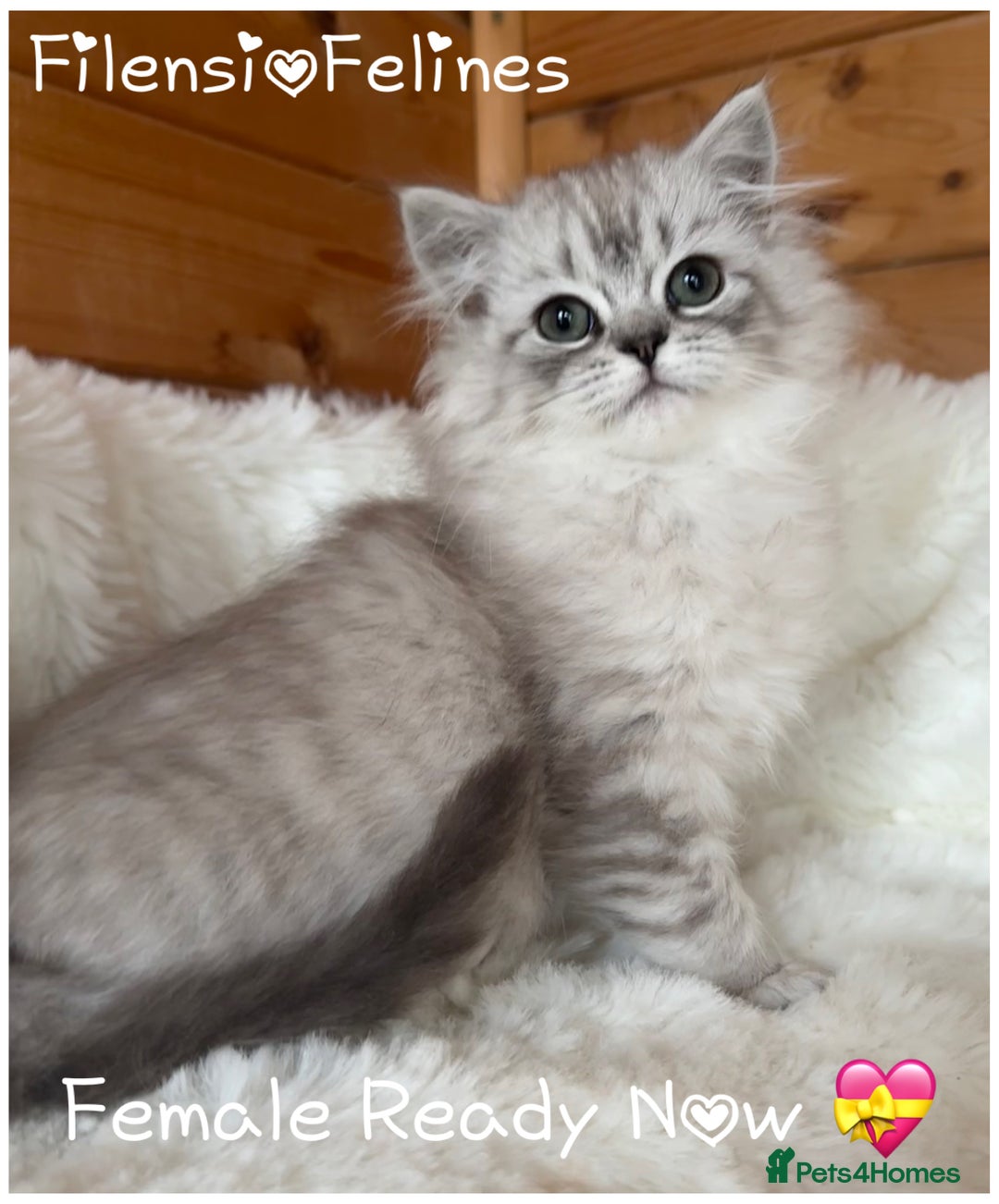 RagaMuffin cats for sale: AUTHENTIC RAGAMUFFIN KITTENS  - Advert 2