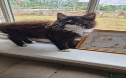 Mixed Breed cats for sale: Amazing fluff balls - Image 5
