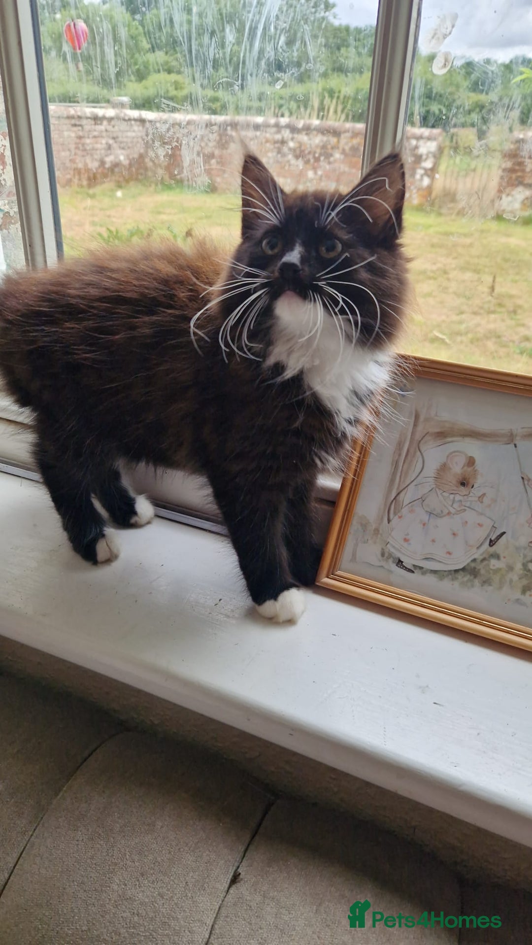 Mixed Breed cats for sale: Amazing fluff balls - Image 5