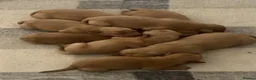 Labrador Retriever dogs for sale: SUPER DARK FOX RED LAB PUPS HEALTH TESTED PARENTS - Advert 3