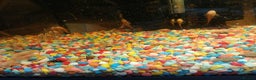 Plecos fish for sale: Albino bristlenose pleco - Advert 2