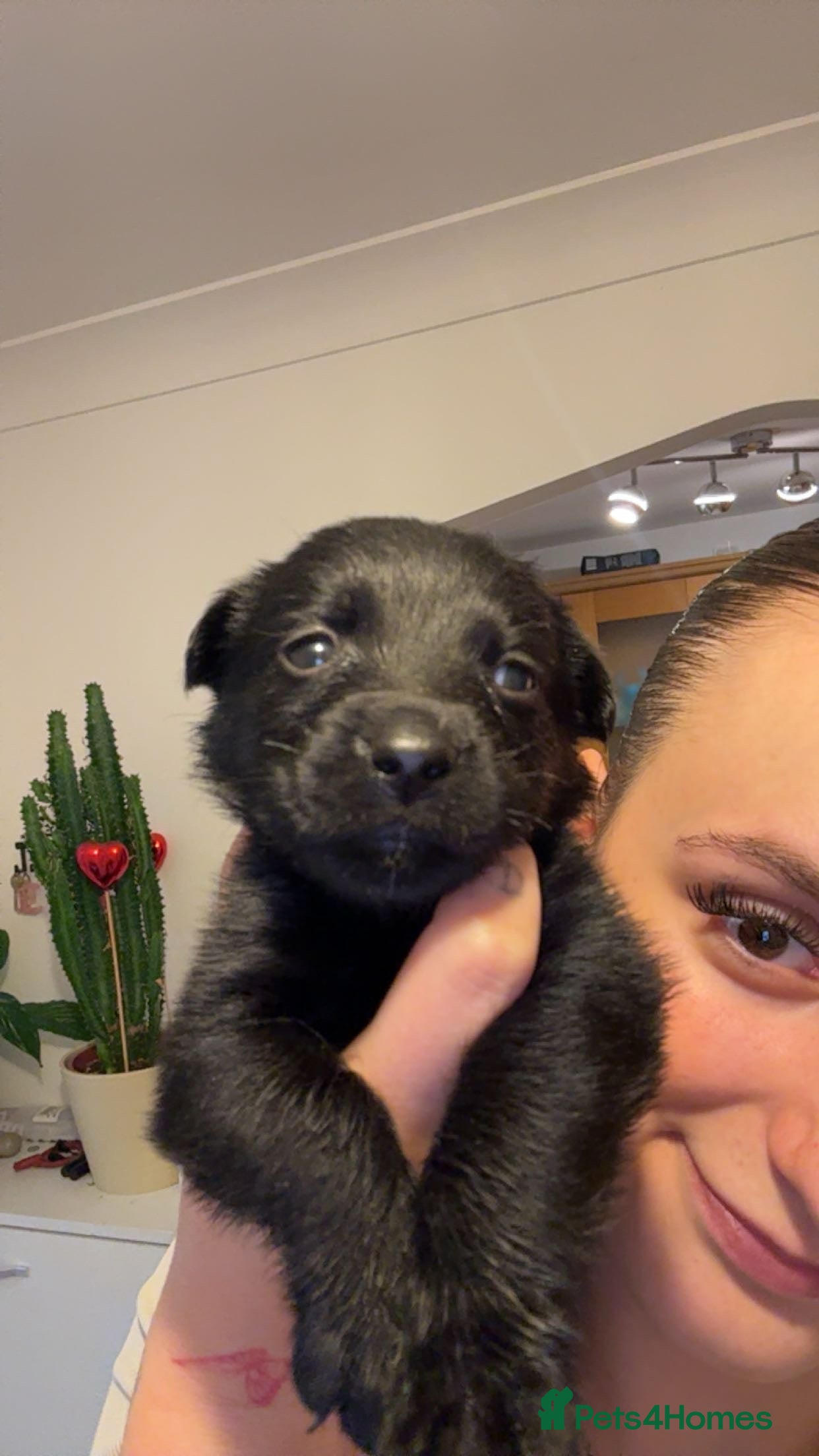 Labrador Retriever dogs Only 2 Gorgeous Puppies Left 🐶 - Advert 5