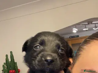 Labrador Retriever dogs Only 2 Gorgeous Puppies Left 🐶 - Advert 10