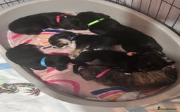 Mixed Breed dogs for sale: Staff x cocker spaniel - Image 1