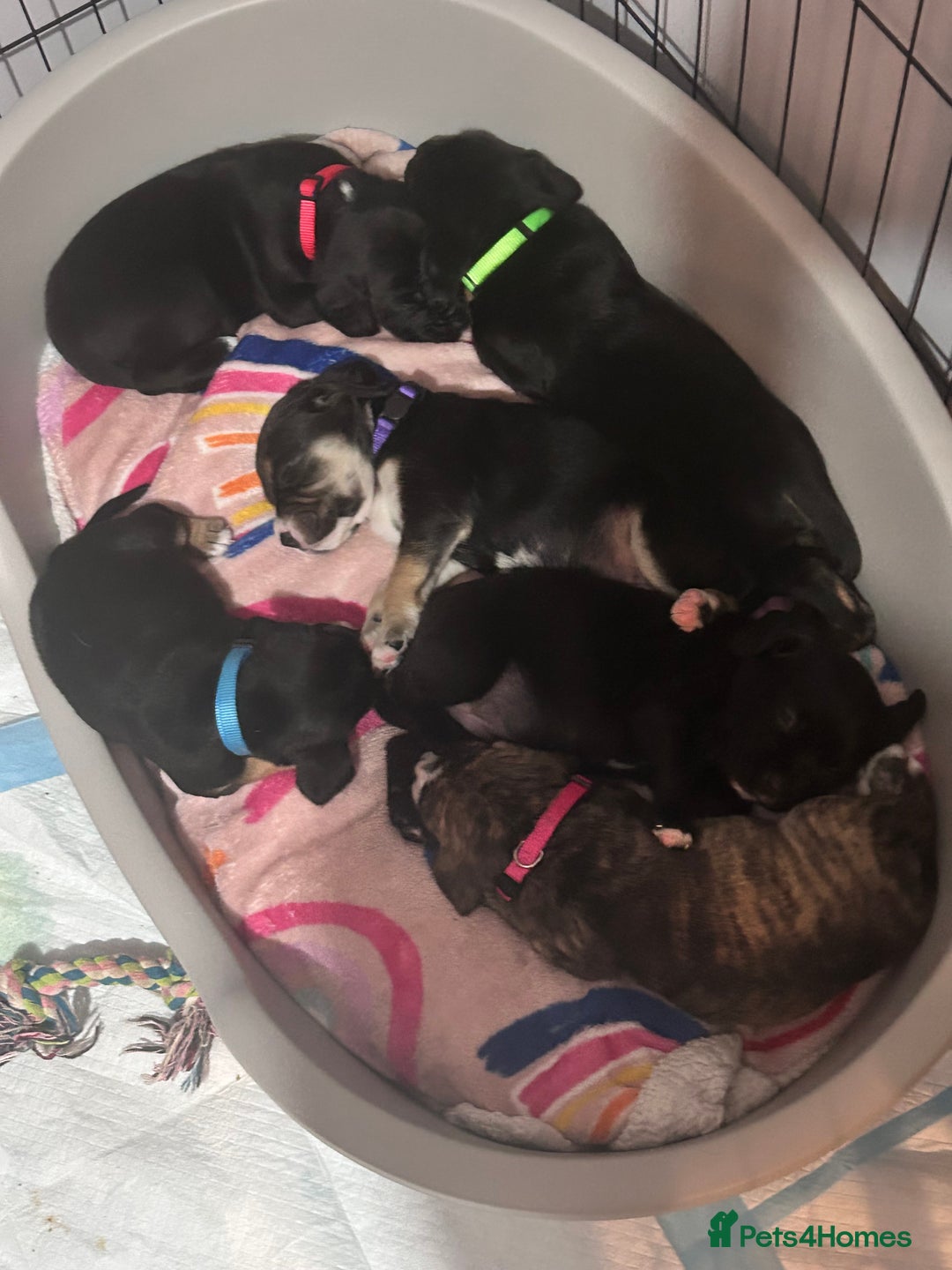 Mixed Breed dogs for sale: Staff x cocker spaniel - Image 1