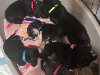 Mixed Breed dogs for sale - Advert 1