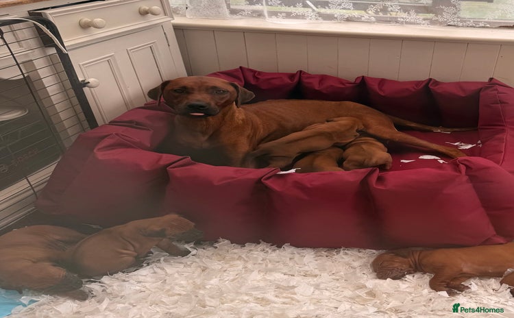 Rhodesian Ridgeback dogs - Advert 1