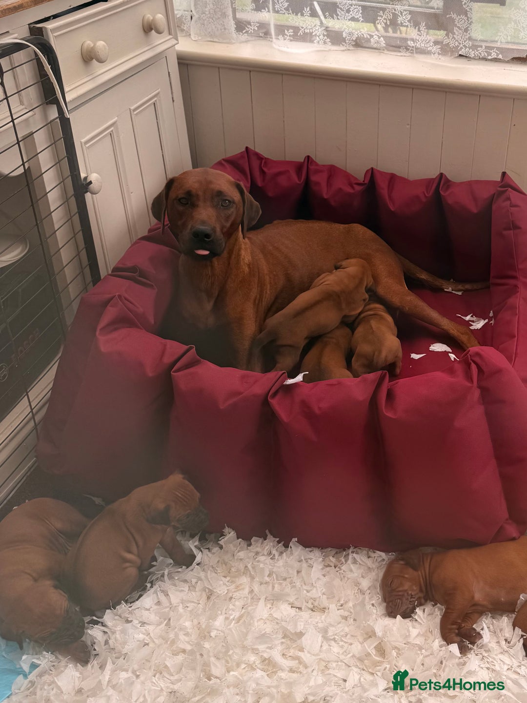 Rhodesian Ridgeback dogs for sale: Rhodesian Ridgeback Puppies KC reg - Image 1