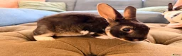 Rex rabbits for sale: 2 mini Rex bucks for sale  - Advert 2