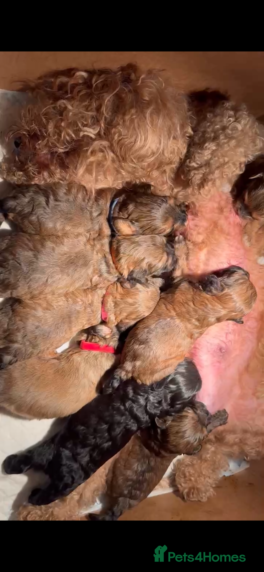Mixed Breed dogs for sale: 🐶 Cockapoo × Shih Tzu Puppies Ready September  - Image 2