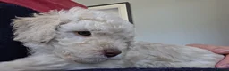 Cockapoo dogs for sale: Stunning F2 Cockapoo Puppies–Raised with Mum & Dad - Advert 3