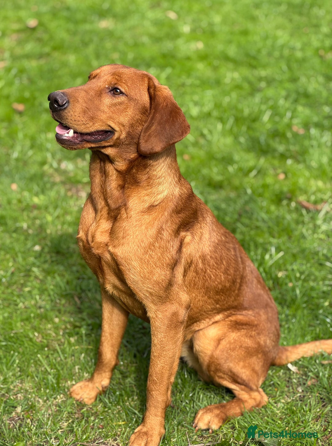Labrador Retriever dogs for sale: Part-trained fox red Lab,FULLY HEALTH TEST PARENTS - Image 4